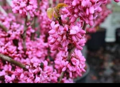 Cercis chinensis 'Avondale' - Chinese Judasboom 60- 80 cm in pot