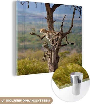 MuchoWow® Glasschilderij 50x50 cm - Schilderij acrylglas - Luipaard - Boom - Dier - Foto op glas - Schilderijen