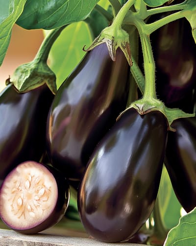 2 sets - Mini Aubergine Zaden Patio Baby F1 Solanum Melongena Eenjarig