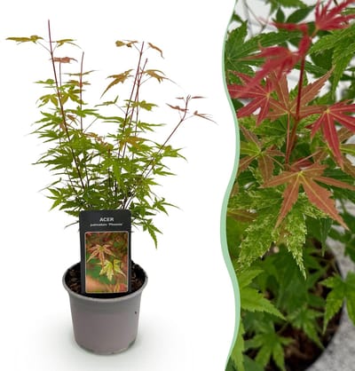 Plantenboetiek.nl | Acer palmatum Phoenix - Roze - Bladverliezend - Weinig Onderhoud - Ø12cm - 25-35cm hoog - Tuinplant