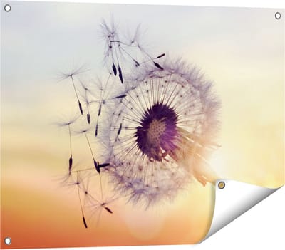Gards Tuinposter Paardenbloem tijdens Zonsondergang - 80x60 cm - Tuindoek - Tuindecoratie - Wanddecoratie buiten - Tuinschilderij