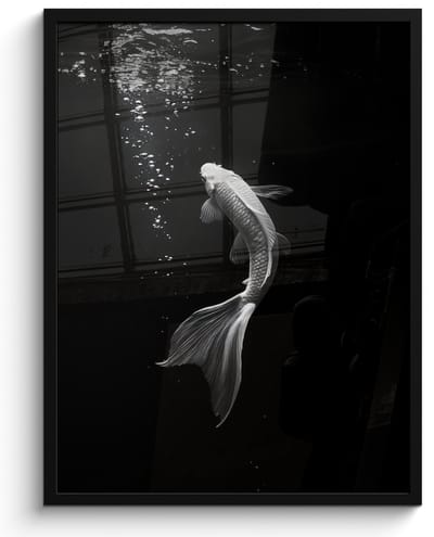 Poster in lijst - Fotolijst 50x70 cm - Posters - Koi - Vis - Wit - Zwart - Posterlijst zwart - Decoratie - Wanddecoratie woonkamer - Muurdecoratie slaapkamer