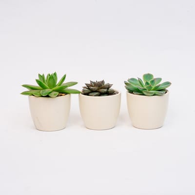 Plantenset van 3 met mini pot - Blauw/wit - Vetplanten mix - Ø 6 cm
