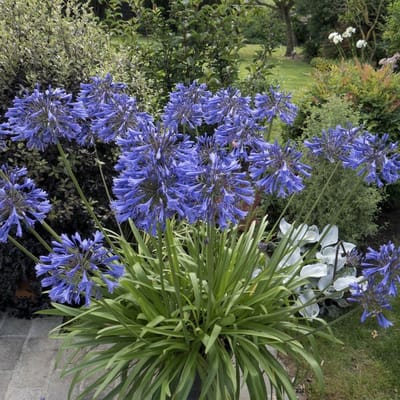 25 x Afrikaanse Lelie Blauw|Paars - Tuberoos of Kaapse Lelie - Agapanthus africanus in 9x9cm pot met hoogte 0-10cm