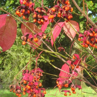 Euonymus Planipes - Kardinaalshoed Struik - Tuin Decoratie - Compacte Groei - 30-40 cm - Groen