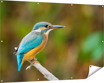 Gards Tuinposter Blauwe IJsvogel op een Tak - 150x100 cm - Tuindoek - Tuindecoratie - Wanddecoratie buiten - Tuinschilderij