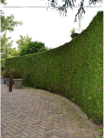 Levensboom Thuja plicata Martin 200-225 cm, 12x Haagplant