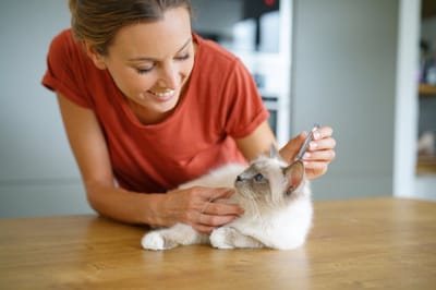 Flamingo Vandy - Tekenverwijderaar Katten - Tekenverwijderaar Comfort Vandy Kat - 1st - 137547 - 1st