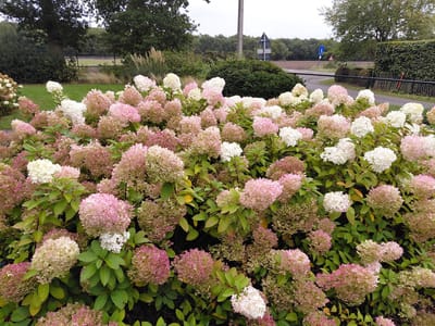 Hydrangea paniculata 'Pink Lady' - pluimhortensia met witte en zachtroze bloemen - C2 liter pot