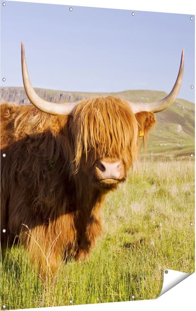 Gards Tuinposter Schotse Hooglander Koe - Kleur - 120x160 cm - Tuindoek - Tuindecoratie - Wanddecoratie buiten - Tuinschilderij