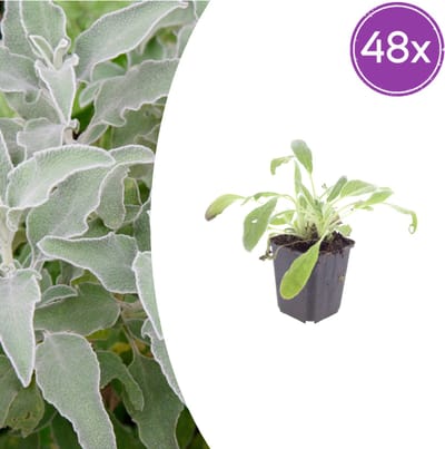 Tuinplantenshop.com | Stachys byzantina | 48 stuks - Ø9cm - 10-25cm hoog - Tuinplant