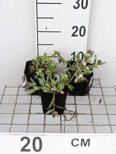 6x Pulmonaria - Pulmonaria hybr. 'Opal' | 9x9 cm pot