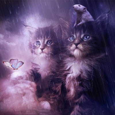 Broderie Diamant DIY Animal Deux Chats Peinture Diamant 5D Point de Croix 30x30CM blue