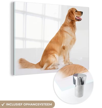® Glasschilderij 160x120 cm - Schilderij acrylglas - Zijaanzicht van een zittende Golden Retriever - Foto op glas - Muurdecoratie woonkamer - Wanddecoratie slaapkamer - Schilderijen