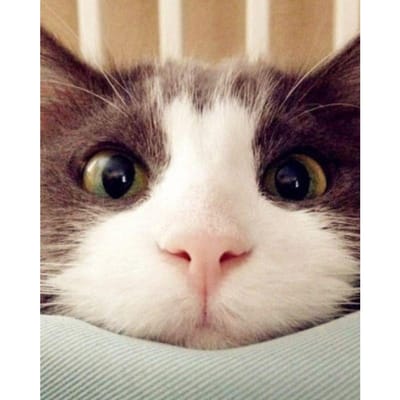 Peinture diamant 5D chat mignon broderie diamant affichage complet mosaïque diamant point de croix image 20X30CM white