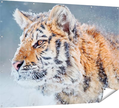 Gards Tuinposter Tijger tijdens de Sneeuw - 160x120 cm - Tuindoek - Tuindecoratie - Wanddecoratie buiten - Tuinschilderij