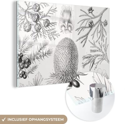 MuchoWow® Glasschilderij 60x40 cm - Schilderij acrylglas - Coniferen - Ernst Haeckel - Kunst - Retro - Illustratie - Natuur - Foto op glas - Schilderijen