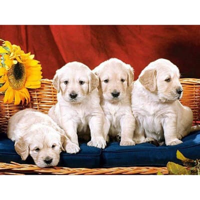Peinture au Diamant 5D DIY Chien et Tournesols Diamants Ronds Entiers Broderie au Point de Croix Strass 20X30CM