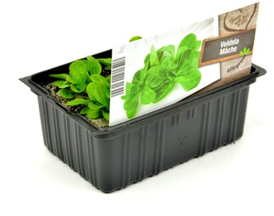 Veldsla Plantjes – 12 Slaplantjes – Zelf Sla Kweken – Groenteplanten voor Moestuin, Kas & Verhoogde Bak