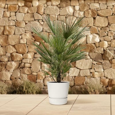 Chamaerops Humilis - 150cm- ø30