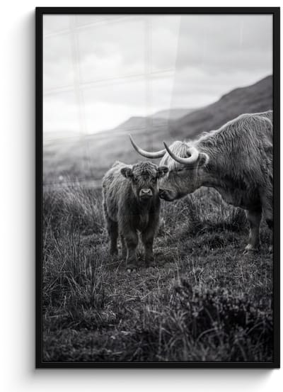 Poster in lijst - Fotolijst 80x120 cm - Posters - Schotse hooglander - Kalf - Zwart - Wit - Posterlijst zwart - Decoratie - Wanddecoratie woonkamer - Muurdecoratie slaapkamer