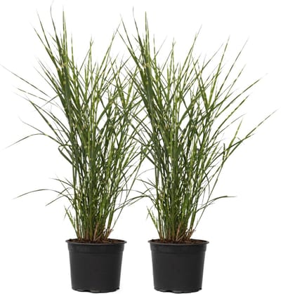 Plant in a Box - Miscanthus Zebrinus - Winterhard Siergras - Set van 2 - Pot 23cm - Hoogte 20-30cm