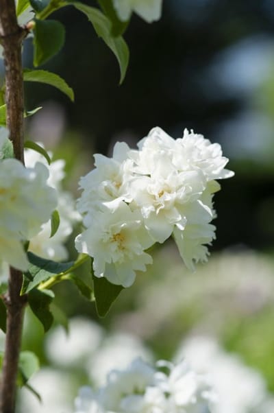 Plants Online - Tuinplanten - Heesters - Set van 1 - Philadelphus 'Schneesturm' - 3 liter pot - Plant 40-50 cm
