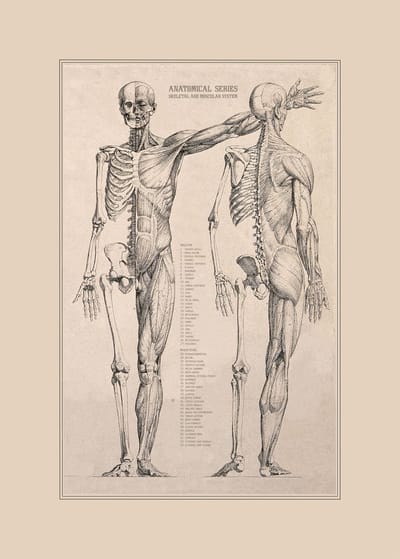 Vintage Poster Anatomie van Het Menselijk Lichaam - Skelet, Hart, Spieren en Organen - 50x70 cm