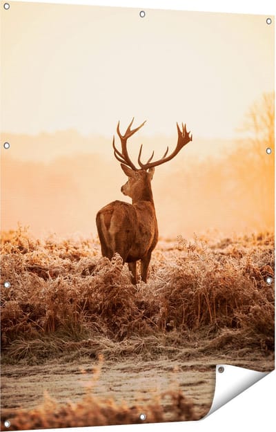 Gards Tuinposter Hert in de Wei tijdens de Zonsopkomst - 90x120 cm - Tuindoek - Tuindecoratie - Wanddecoratie buiten - Tuinschilderij
