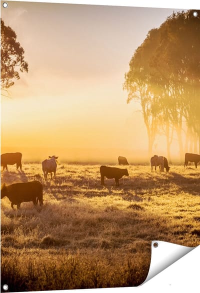 Gards Tuinposter Kudde Koeien in de Wei met Zonsopkomst - 80x100 cm - Tuindoek - Tuindecoratie - Wanddecoratie buiten - Tuinschilderij