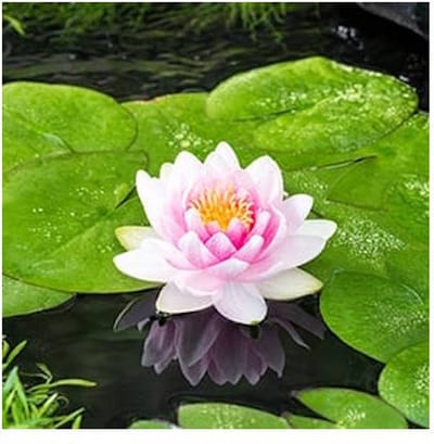 Moerings Nymphaea M’d Wilfron Gonnere | Waterlelie | In 3L Mand