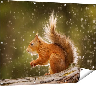 Gards Tuinposter Eekhoorn in de Regen - 120x90 cm - Tuindoek - Tuindecoratie - Wanddecoratie buiten - Tuinschilderij