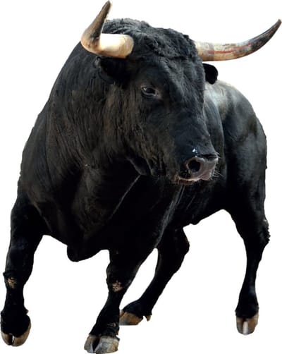 Muursticker Stier