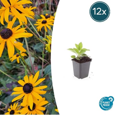 Tuinplantenshop.com | Rudbeckia fulgida 'Goldsturm' | 12 stuks - Ø9cm - 10-25cm hoog - Tuinplant