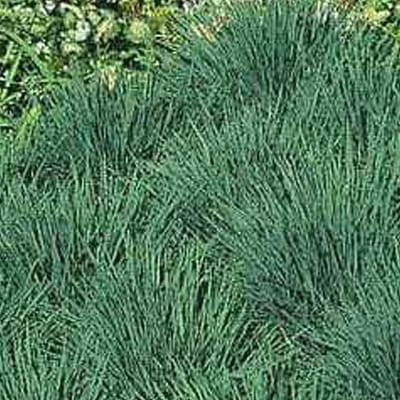 6 x Koeleria Glauca - Fakkelgras pot 9x9cm - Unieke uitstraling