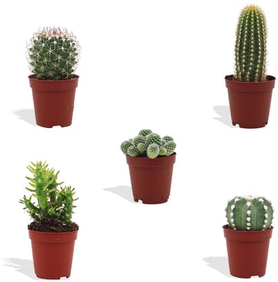 DutchLeafs Cactus Mix - 5 Stuks - Kwekerspot 5,5 cm - Hoogte 8-15 cm - Mini Plantjes - Cactussen - Kamerplanten