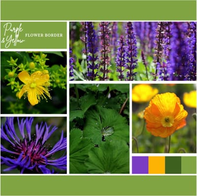Borderpakket Paars en Geel (9 planten: 1,5m²) - Snijbloemen - Vaste planten - bloeit in Mei / Juni / Juli / Augustus