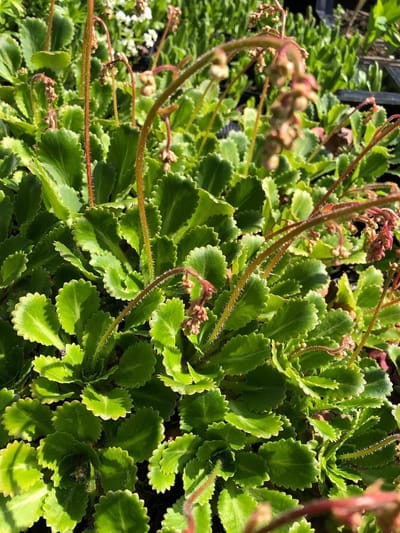 6 x Saxifraga urbium - Steenbreek - P9 Pot (9 x 9cm) - Dima Vaste Planten
