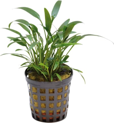 Aquafleur Cryptocoryne Amicorum in 5 cm pot
