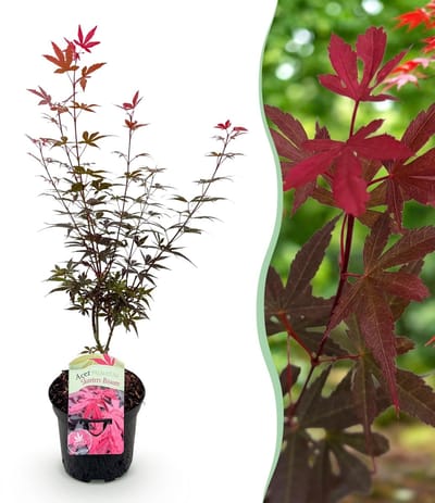 Green boutiQ - Terrasplant - Japanse Esdoorn - Acer palmatum Skeetsers Broom - Paars - 1 Plant - Bladverliezend - Pot 19cm Hoogte 70cm