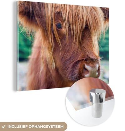 MuchoWow® Glasschilderij 160x120 cm - Schilderij acrylglas - Schotse Hooglander - Bruin - Kalf - Foto op glas - Schilderijen