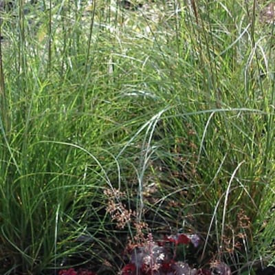 6 x Miscanthus Sinensis 'Kleine Silberspinne' - Scherpgroen pot 9 x 9 cm - Delicate Elegantie in je Tuin
