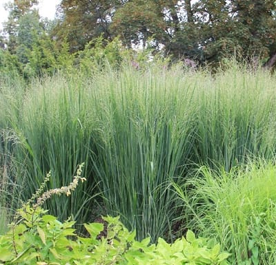 12 x Panicum 'Northwind' - Vingergras Pot 9x9cm - een elegante toevoeging aan elke tuin of buitenruimte.