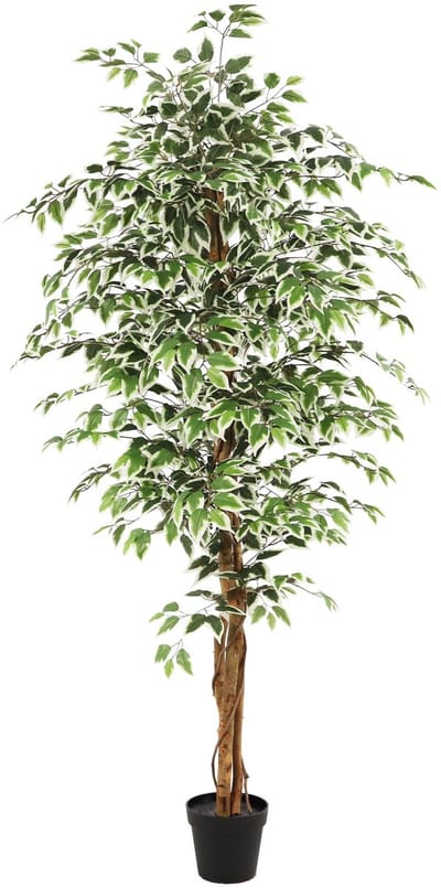 NeverLeafs Kunstplant Ficus groen - 180 cm