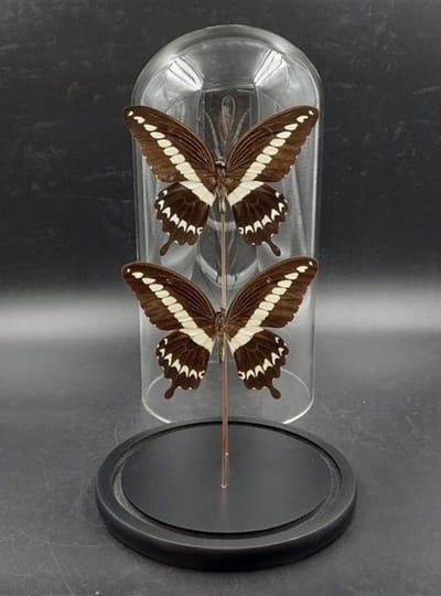 Opgezette Vlinders in Stolp - Vlinder In Glazen Stolp - Vlinderstolp Glas - Bruin - 30 cm