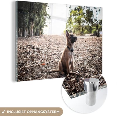 ® Glasschilderij 180x120 cm - Schilderij acrylglas - Mechelse herder pup die omhoog kijkt - Foto op glas - Muurdecoratie woonkamer - Wanddecoratie slaapkamer - Schilderijen