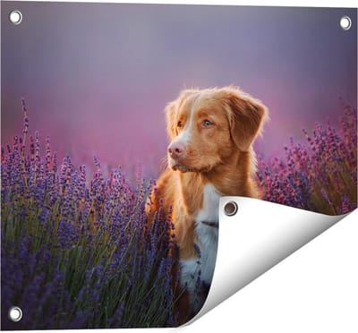 Gards Tuinposter Retriever Hond tussen de Lavendel Bloemen - 50x40 cm - Tuindoek - Tuindecoratie - Wanddecoratie buiten - Tuinschilderij