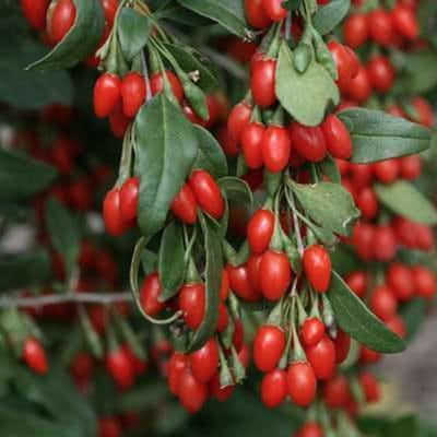 Lycium barbarum 'Instant Success' - Goijbes, boksdoorn in pot