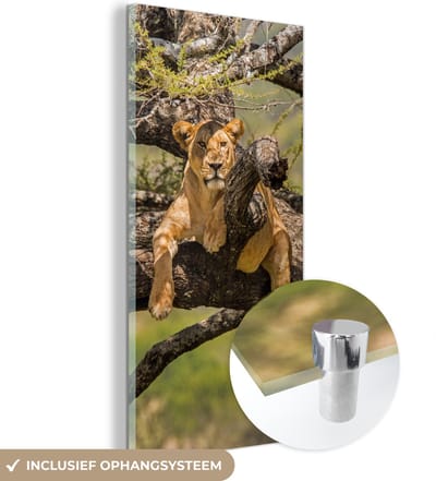 MuchoWow® Glasschilderij 20x40 cm - Schilderij acrylglas - Leeuw - Boom - Bruin - Foto op glas - Schilderijen