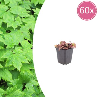 Tuinplantenshop.com | Tiarella cordifolia | 60 stuks - Ø9cm - 10-25cm hoog - Tuinplant